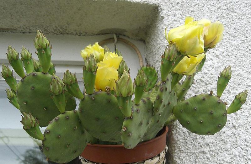 Virágzik a felsőörsi kaktusz.jpg